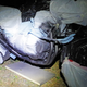 Image for article titled Painting Your Exhaust: Why, How, And What It Looks Like After